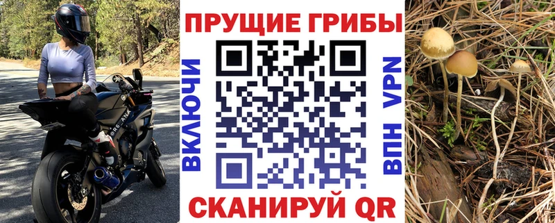 Псилоцибиновые грибы Psilocybine cubensis  наркошоп  Щёкино 